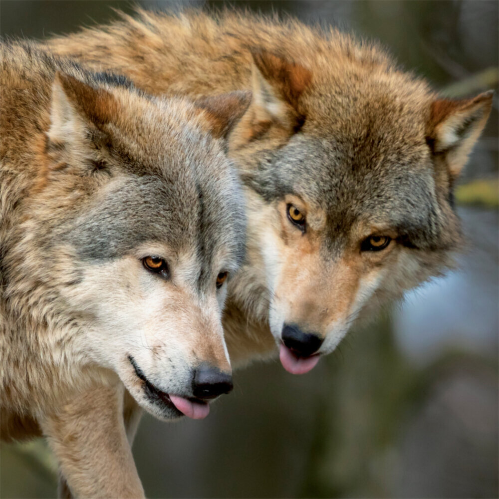 Weitere Ansicht: Wolves 2023