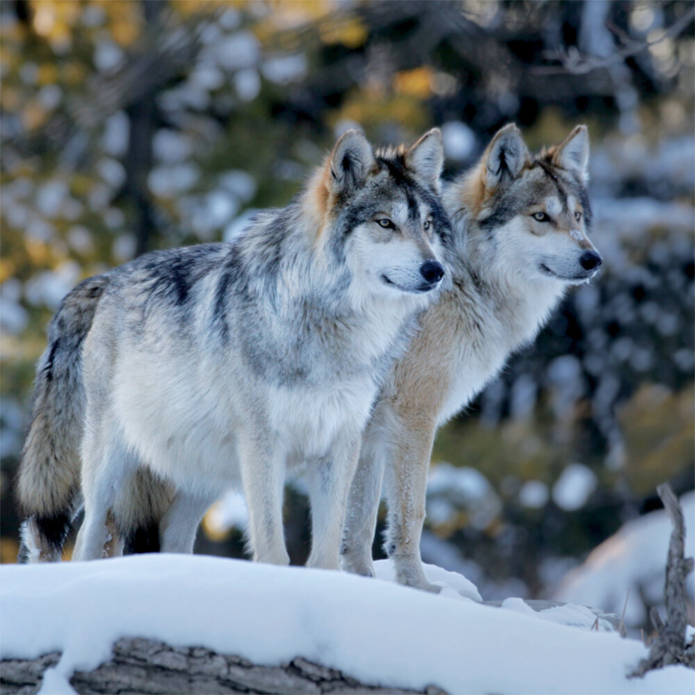 Weitere Ansicht: Wolves 2023