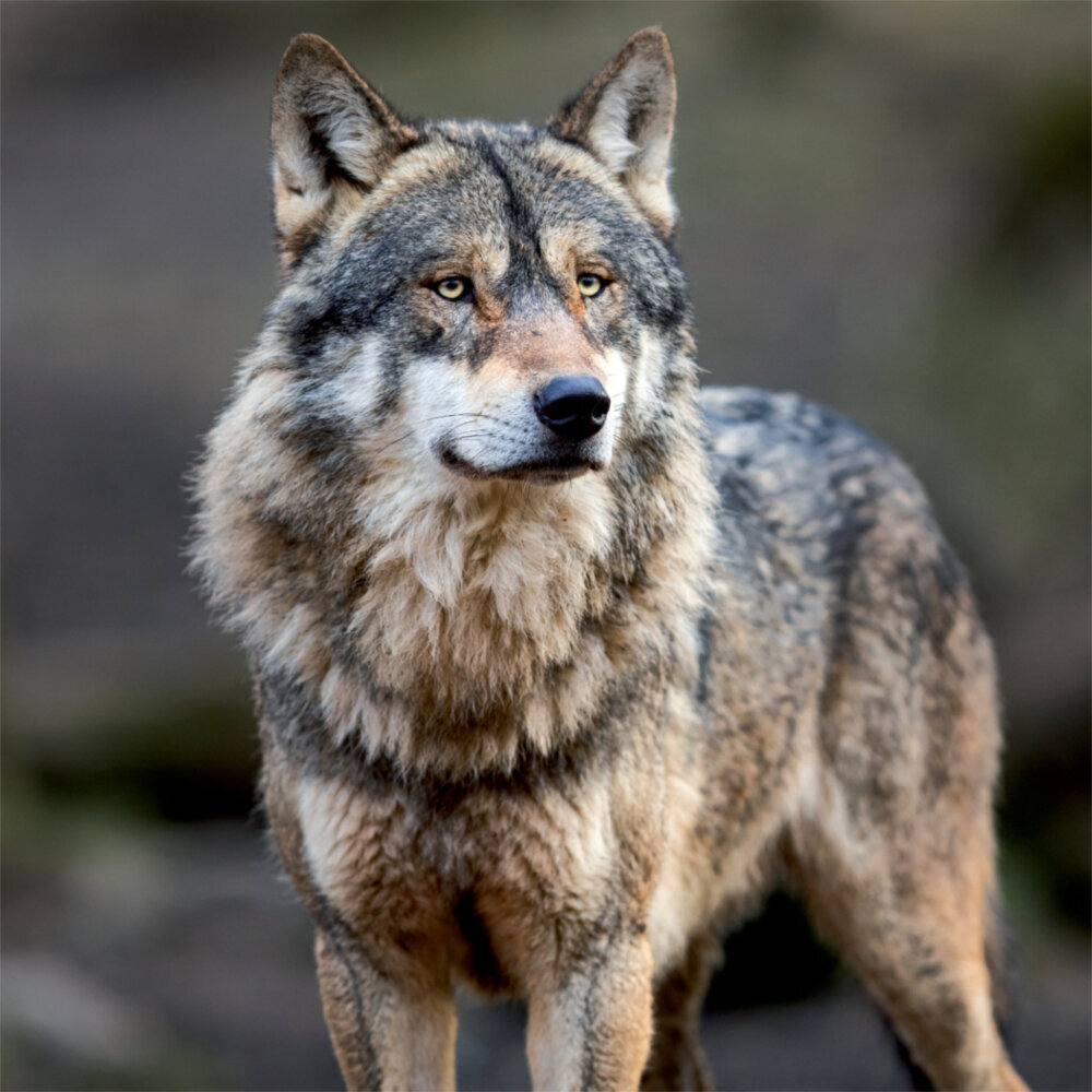 Weitere Ansicht: Wolves 2023