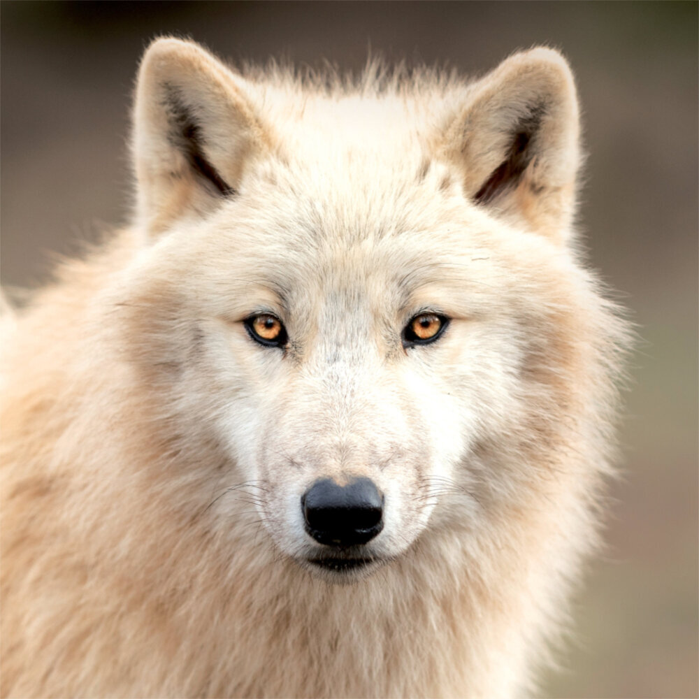 Weitere Ansicht: Wolves 2023