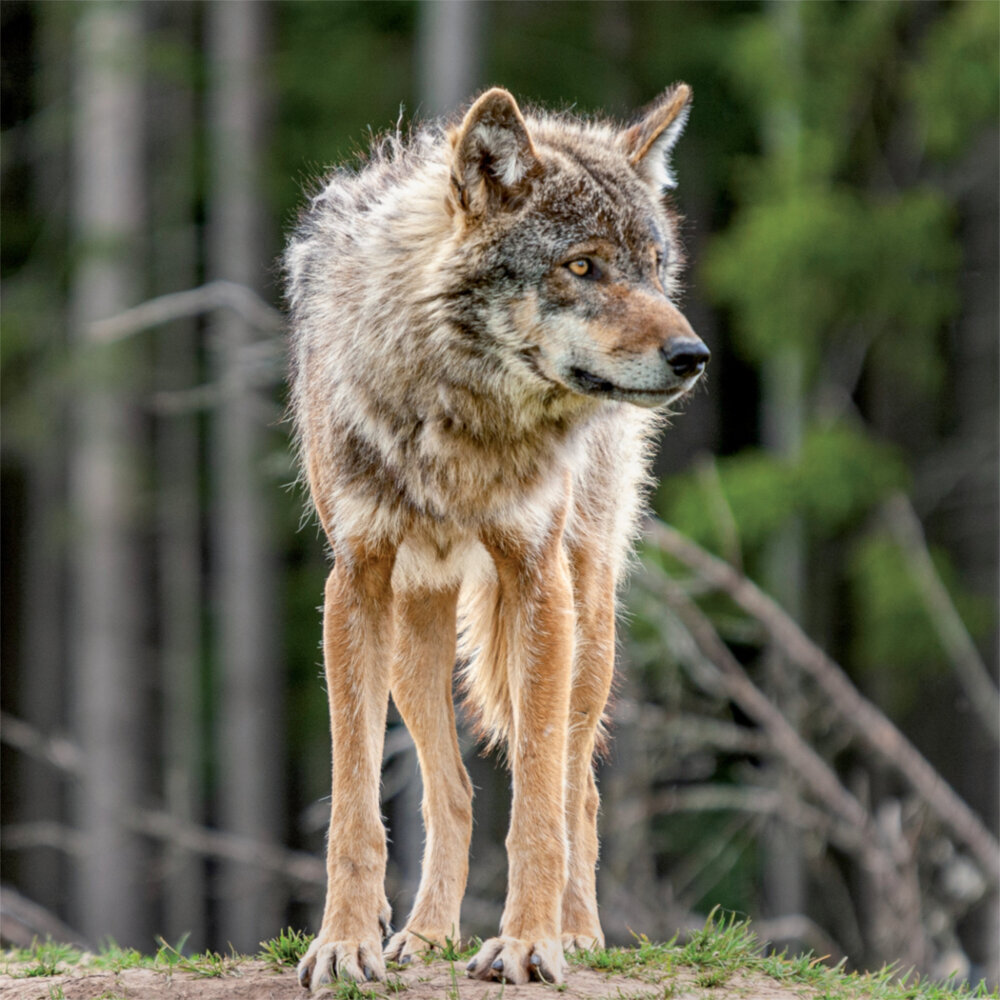 Weitere Ansicht: Wolves 2023