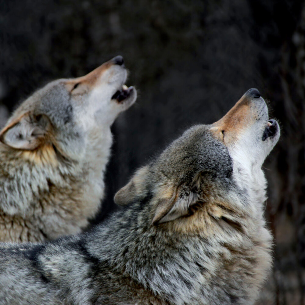 Weitere Ansicht: Wolves 2023