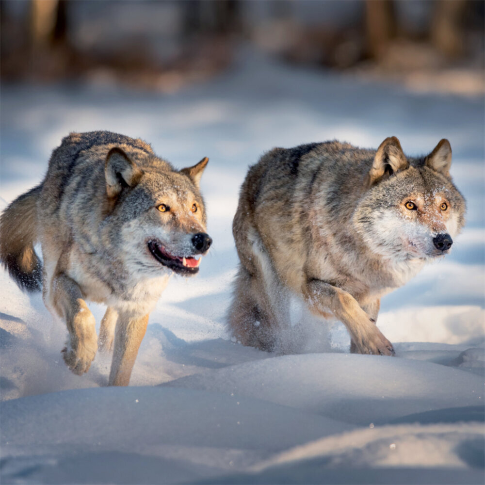Weitere Ansicht: Wolves 2023