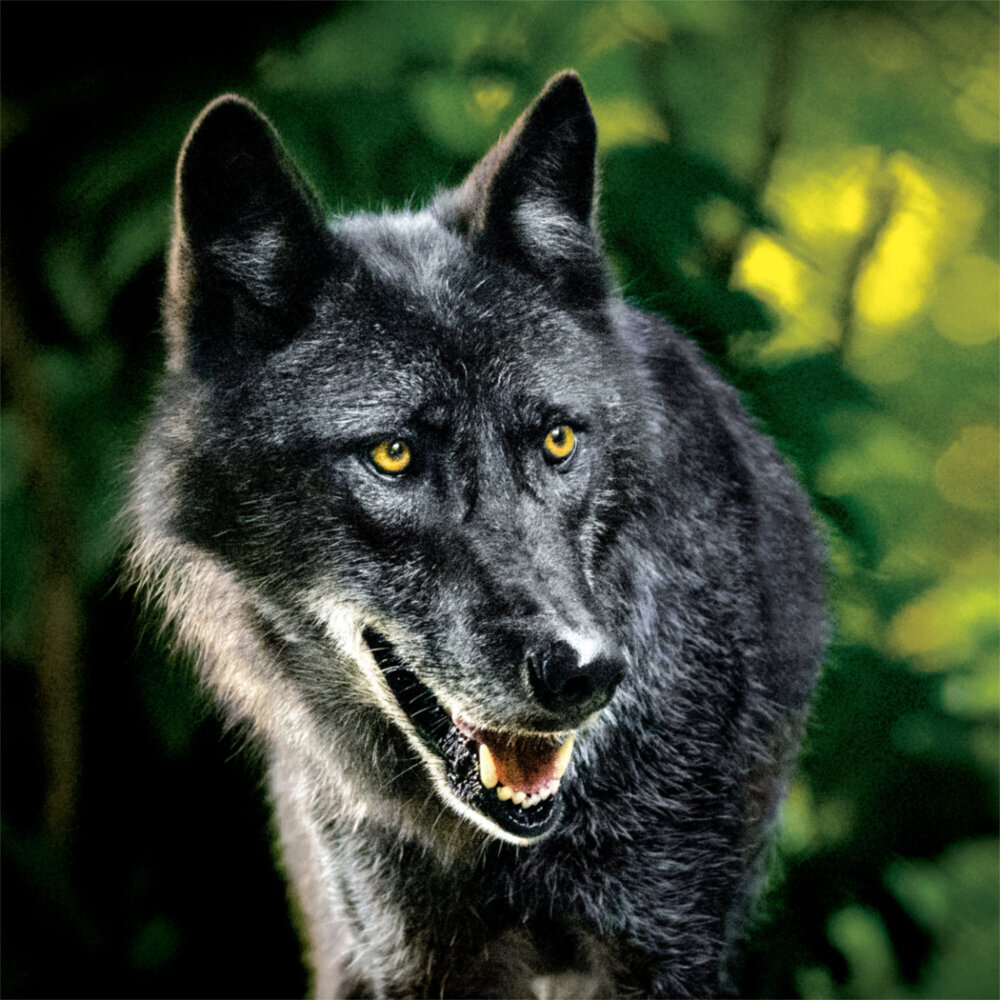 Weitere Ansicht: Wolves 2023