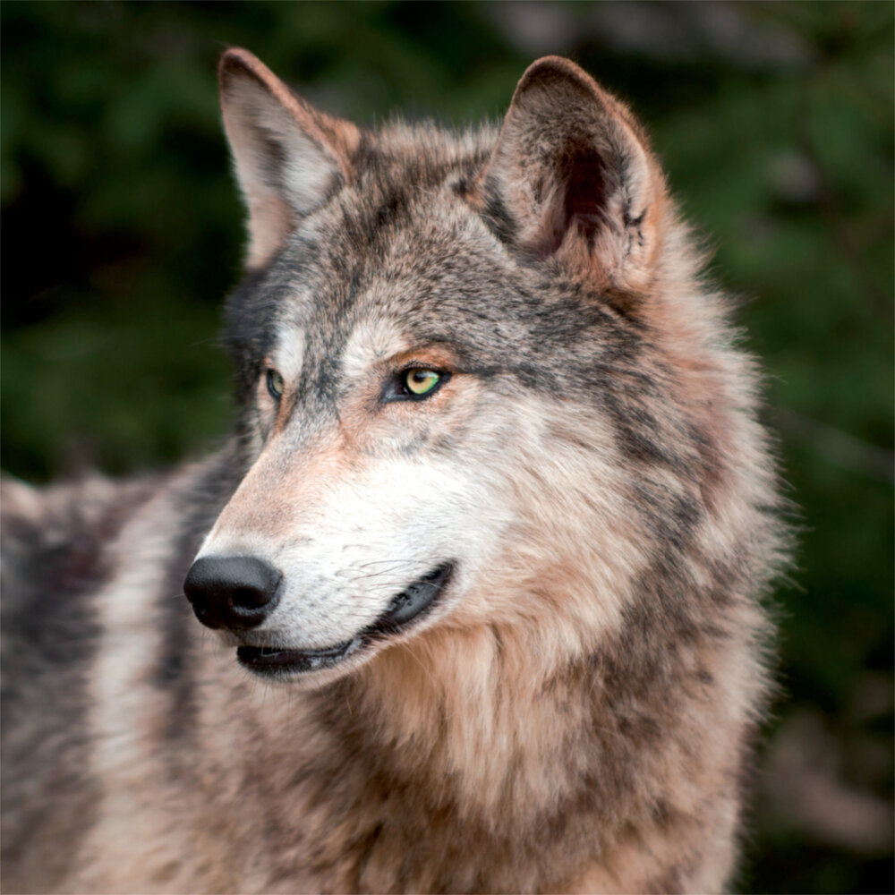 Weitere Ansicht: Wolves 2023