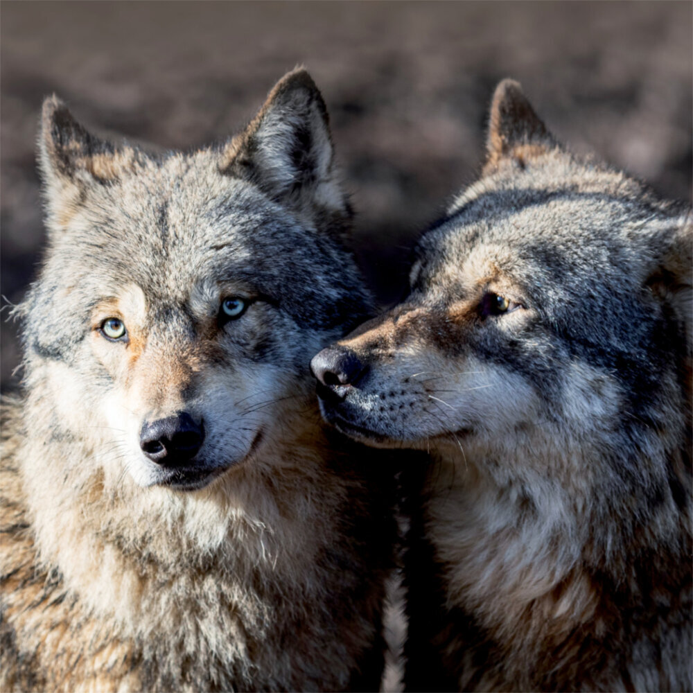 Weitere Ansicht: Wolves 2023