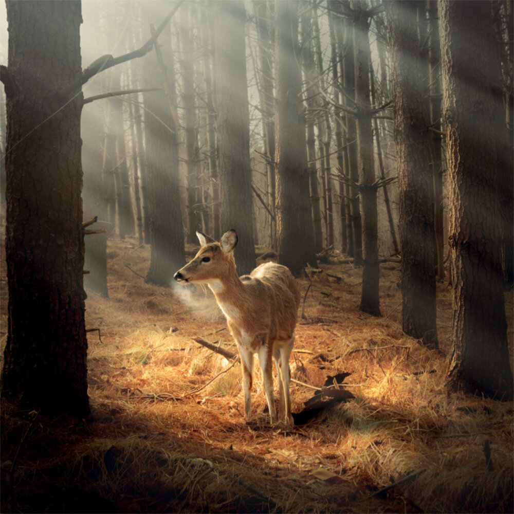 Weitere Ansicht: Woodlands/Bewohner des Waldes 2023