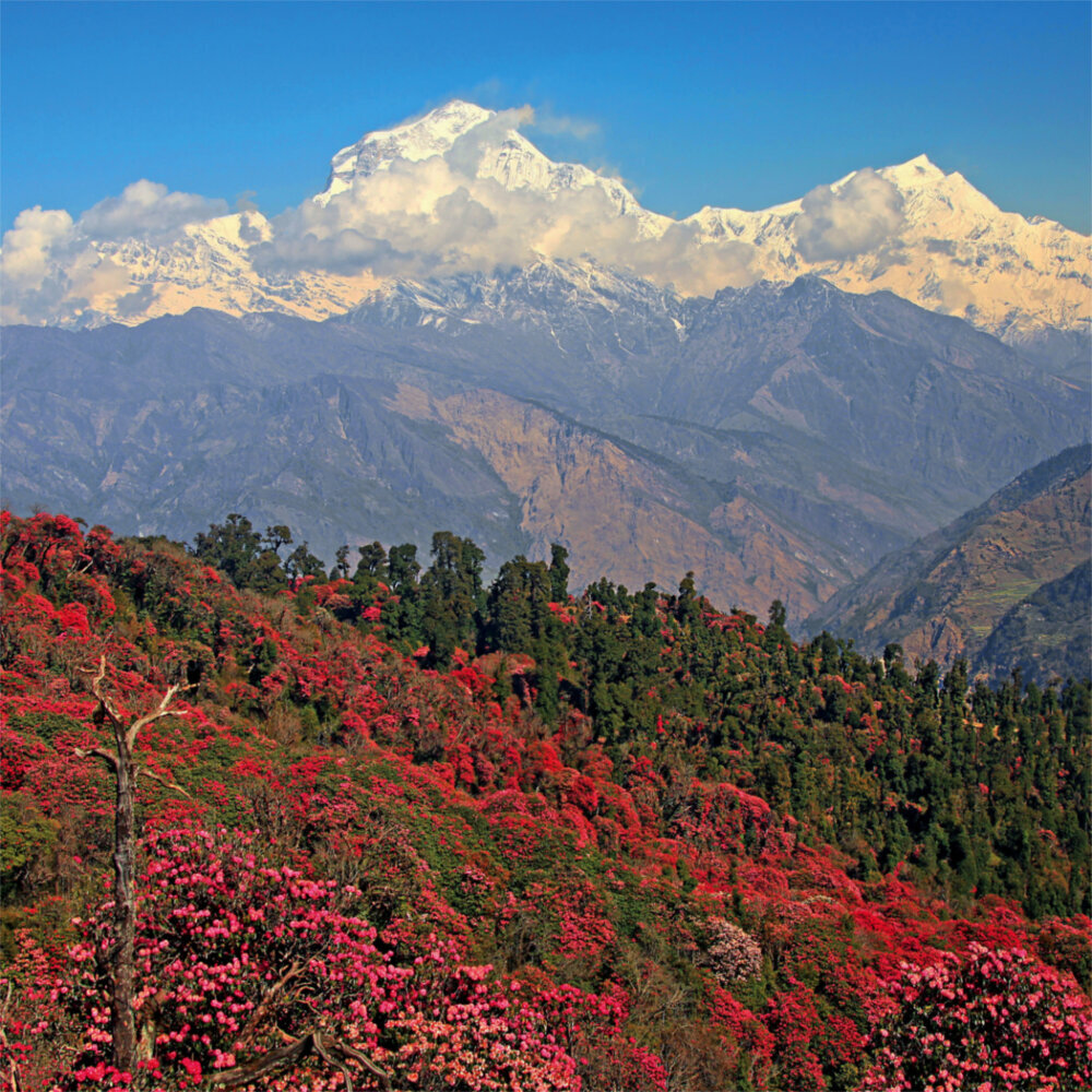 Weitere Ansicht: Himalaya 2023