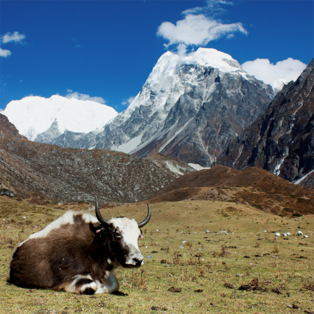 Weitere Ansicht: Himalaya 2023