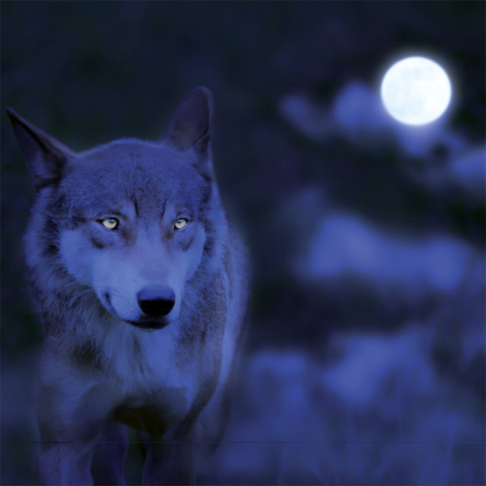 Weitere Ansicht: Moon, Good Moon 2023