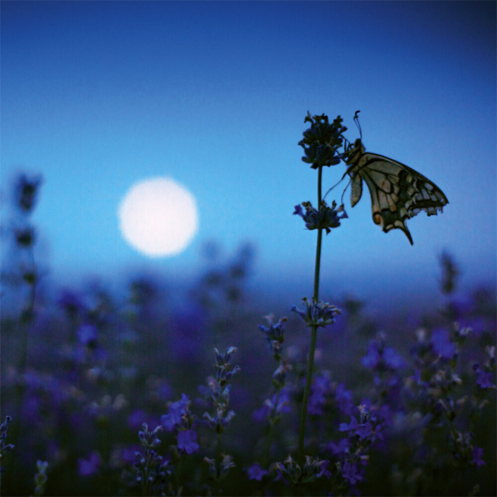 Weitere Ansicht: Moon, Good Moon 2023