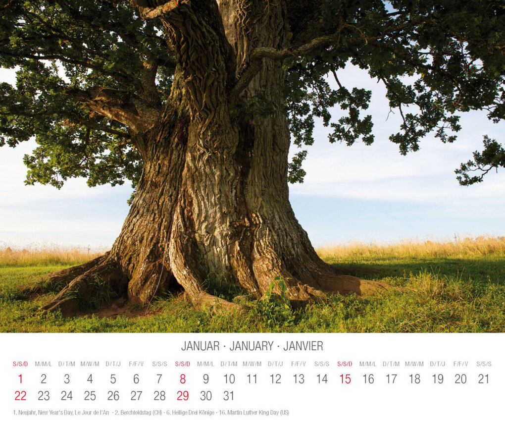 Weitere Ansicht: Trees 2023