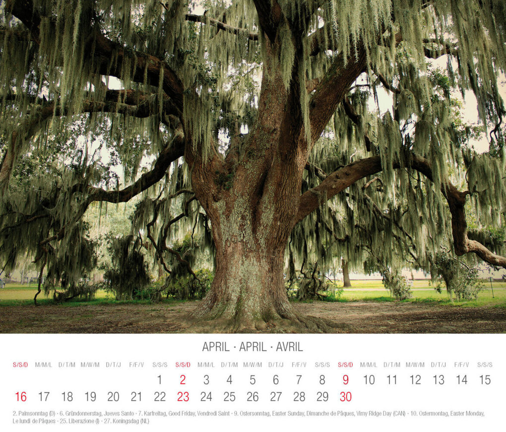 Weitere Ansicht: Trees 2023