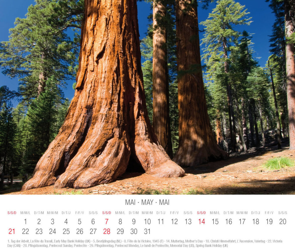 Weitere Ansicht: Trees 2023