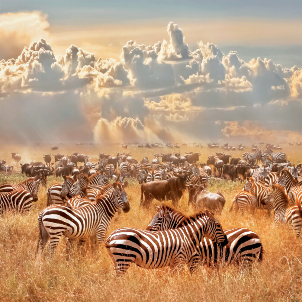 Weitere Ansicht: Africa 2023
