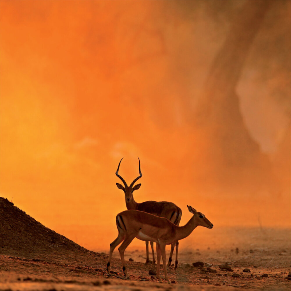 Weitere Ansicht: Africa 2023