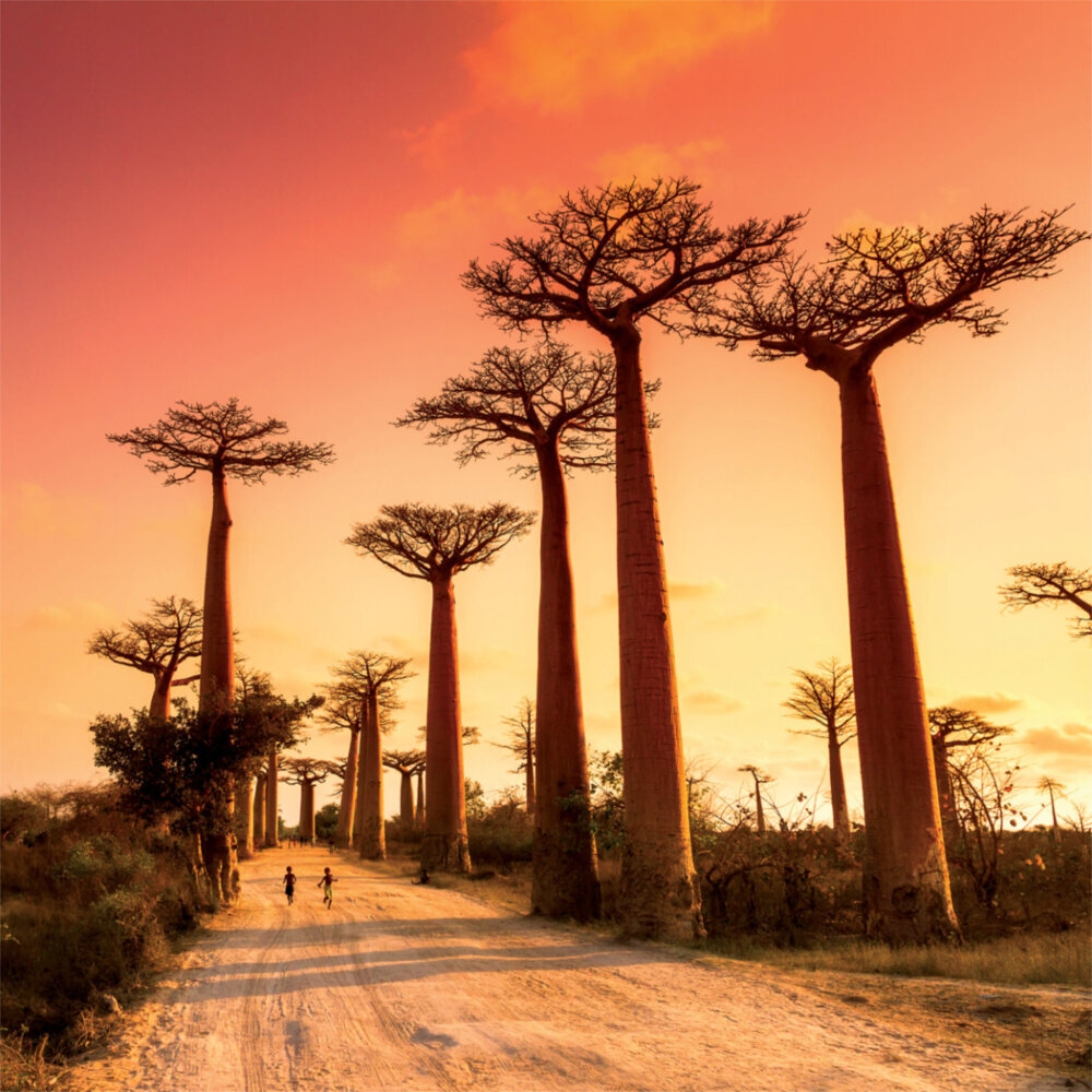 Weitere Ansicht: Africa 2023