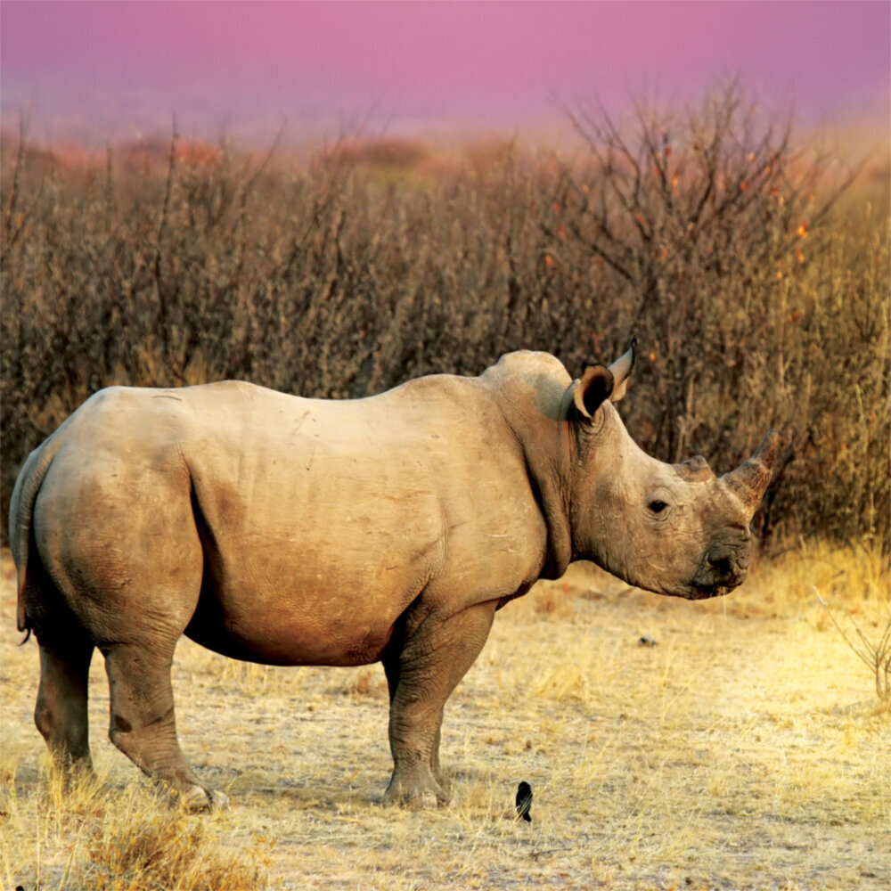 Weitere Ansicht: Africa 2023