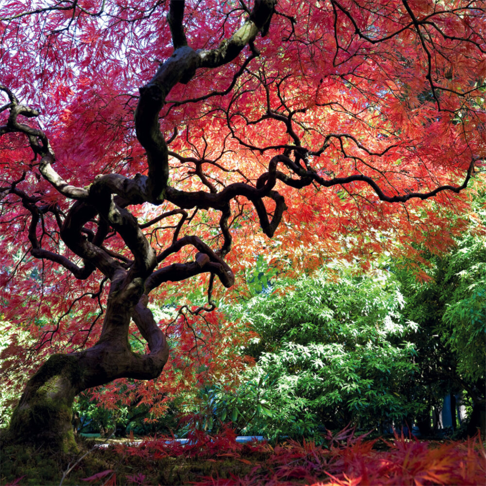 Weitere Ansicht: Japanese Garden 2023
