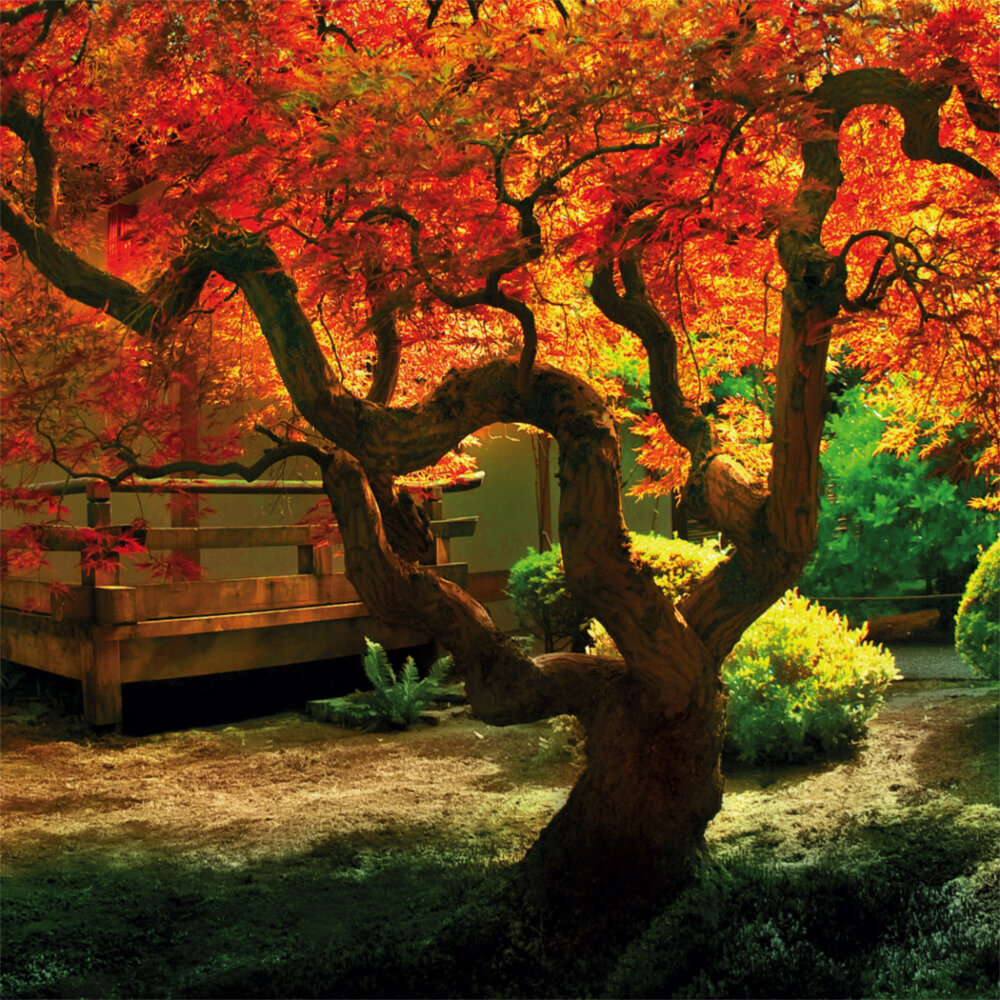 Weitere Ansicht: Japanese Garden 2023