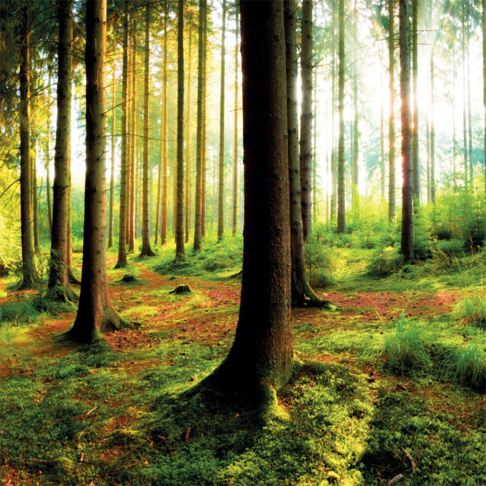 Weitere Ansicht: Deep Forest 2023