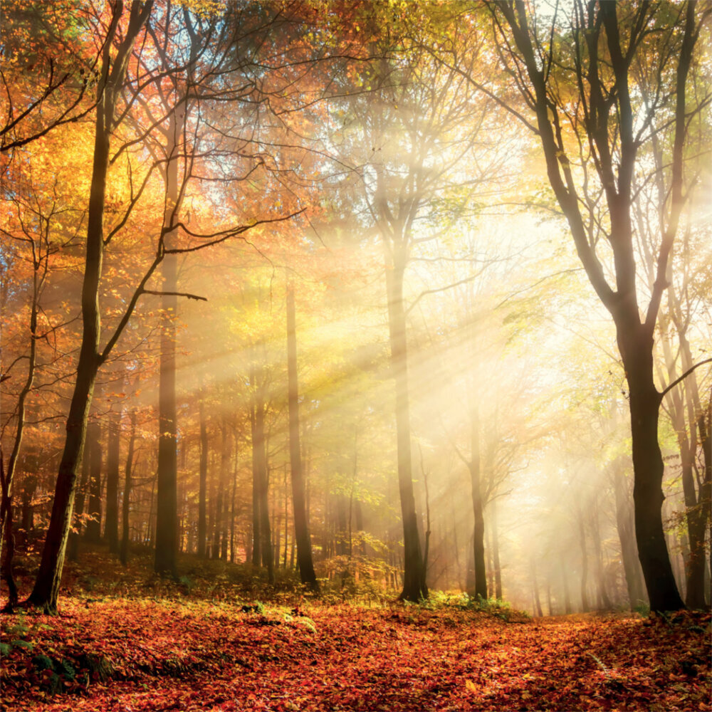 Weitere Ansicht: Deep Forest 2023
