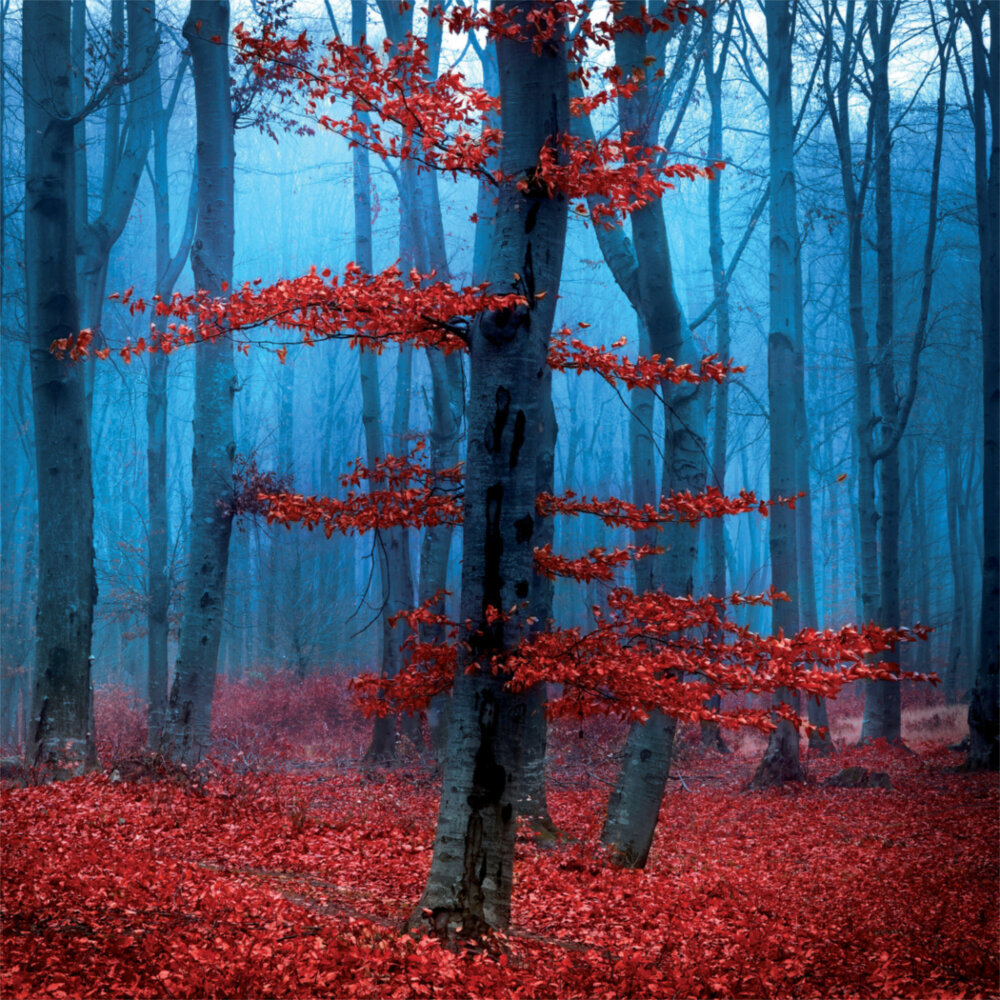 Weitere Ansicht: Deep Forest 2023