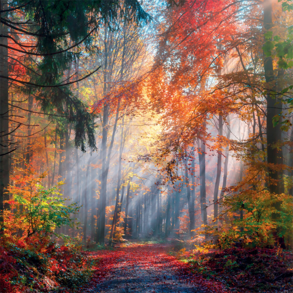 Weitere Ansicht: Deep Forest 2023
