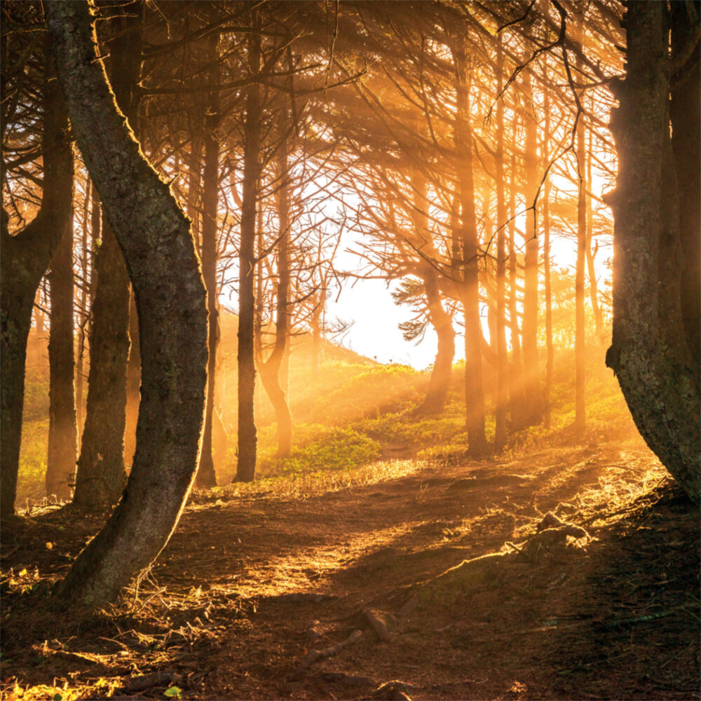 Weitere Ansicht: Deep Forest 2023