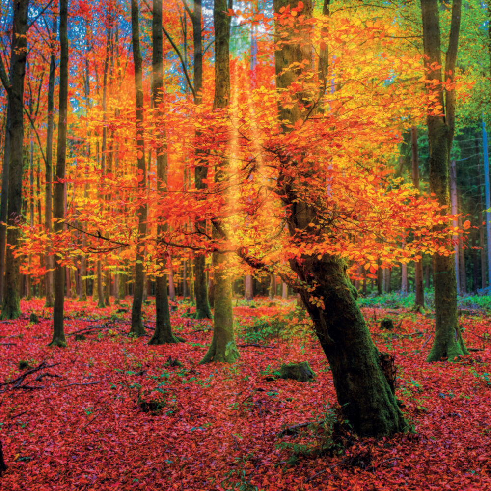 Weitere Ansicht: Deep Forest 2023
