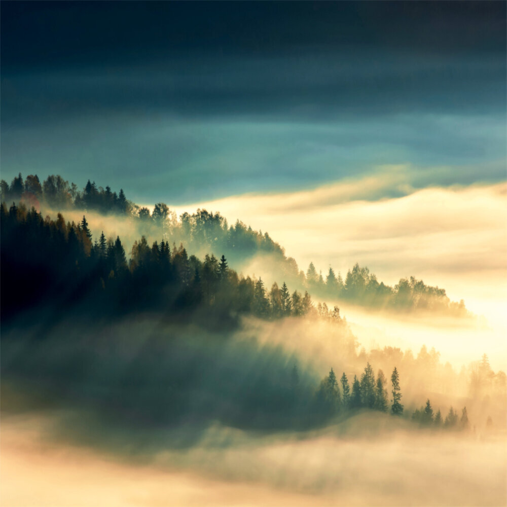 Weitere Ansicht: Deep Forest 2023