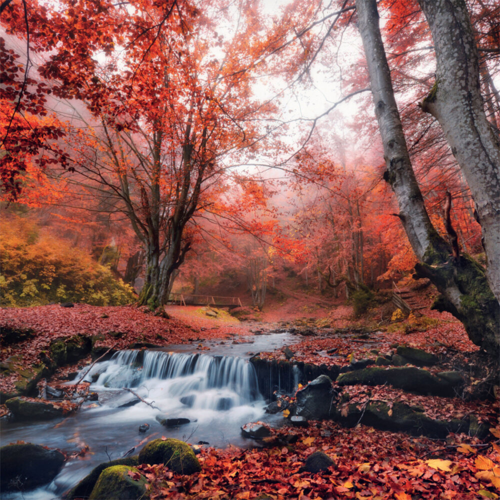 Weitere Ansicht: Deep Forest 2023