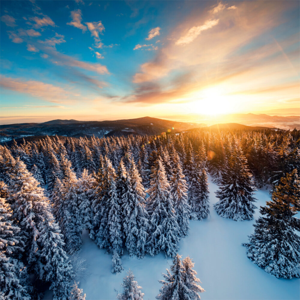 Weitere Ansicht: Deep Forest 2023
