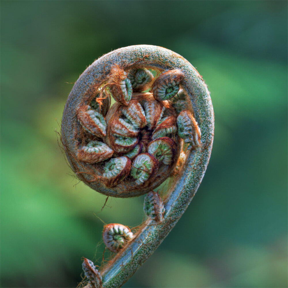 Weitere Ansicht: Fractal Creation 2023