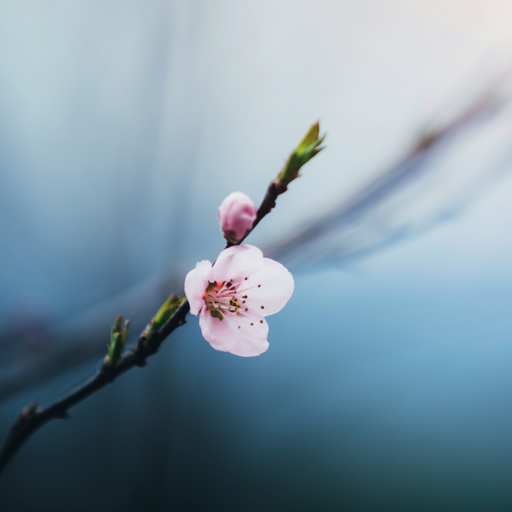 Weitere Ansicht: Meditation 2023