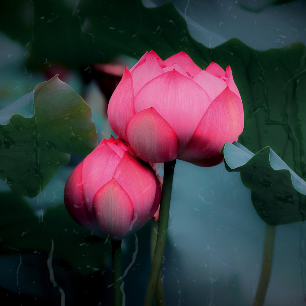 Weitere Ansicht: Meditation 2023