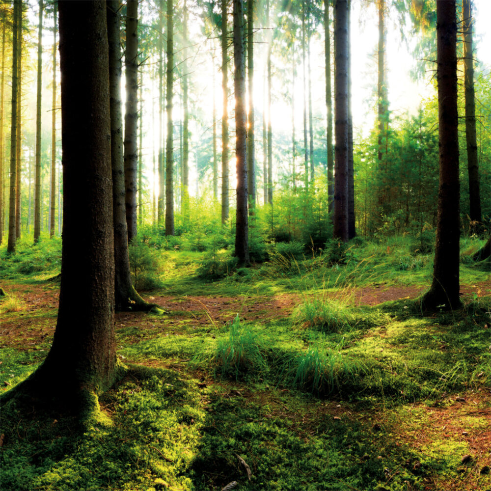 Weitere Ansicht: Trees 2023