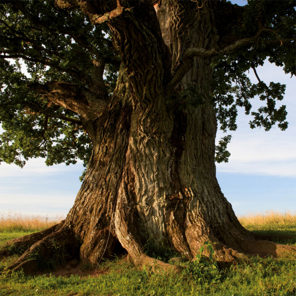 Weitere Ansicht: Trees 2023