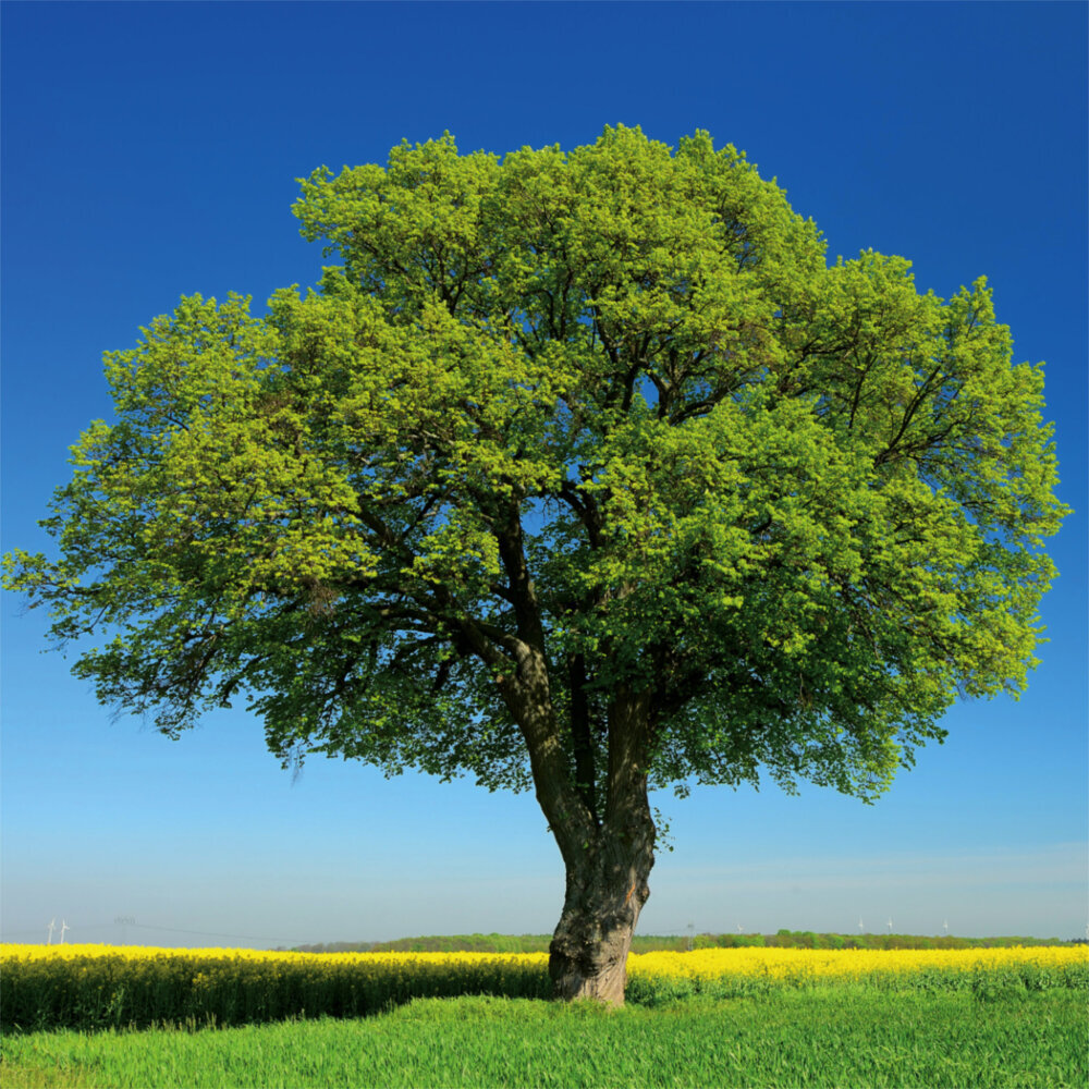 Weitere Ansicht: Trees 2023
