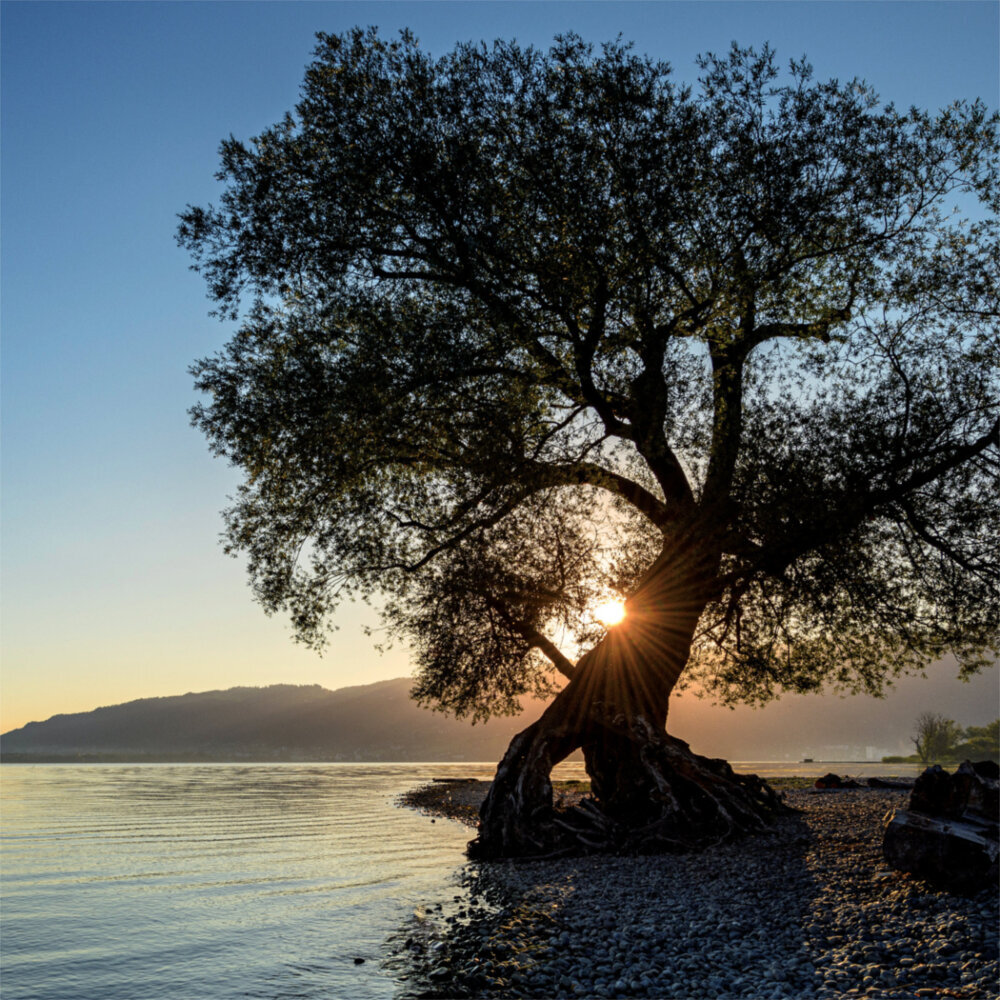 Weitere Ansicht: Trees 2023