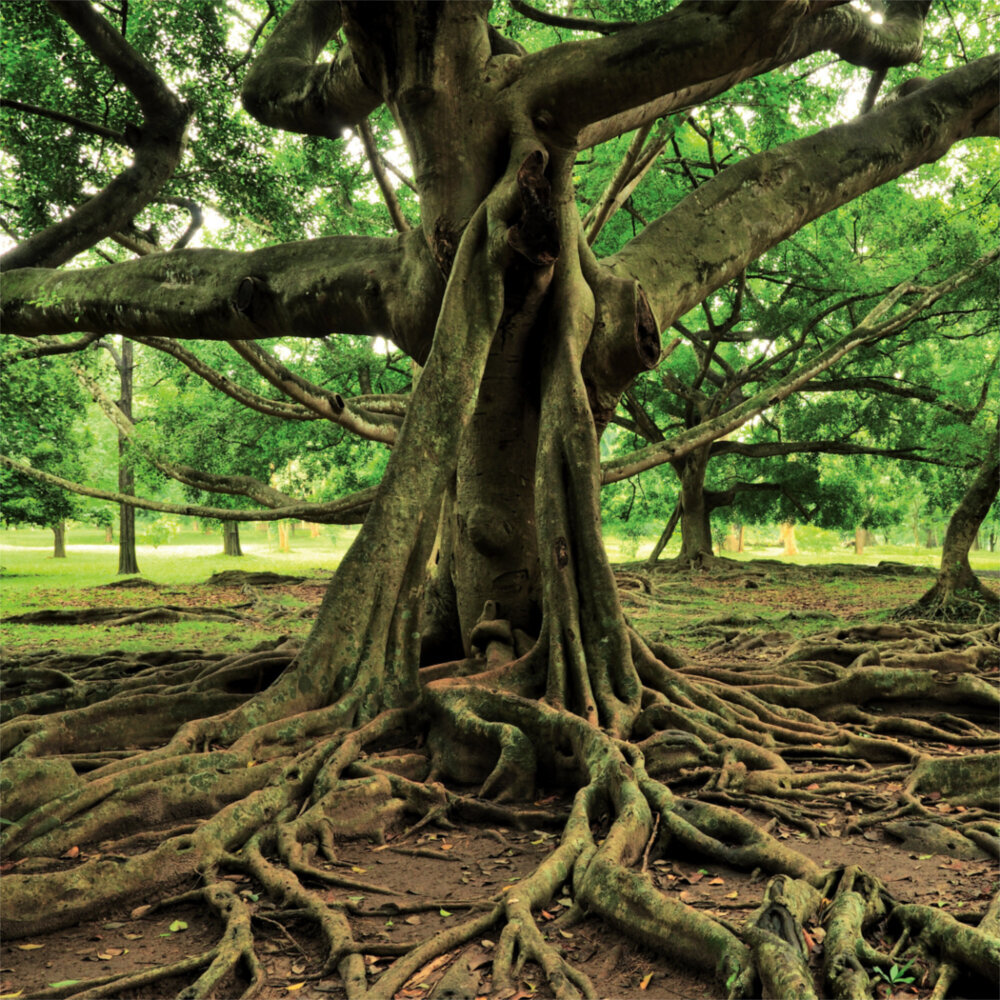 Weitere Ansicht: Trees 2023