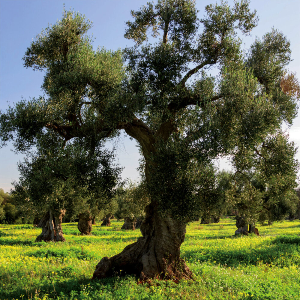 Weitere Ansicht: Trees 2023