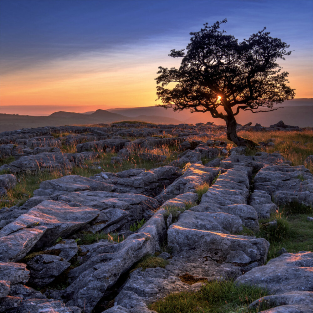 Weitere Ansicht: Trees 2023