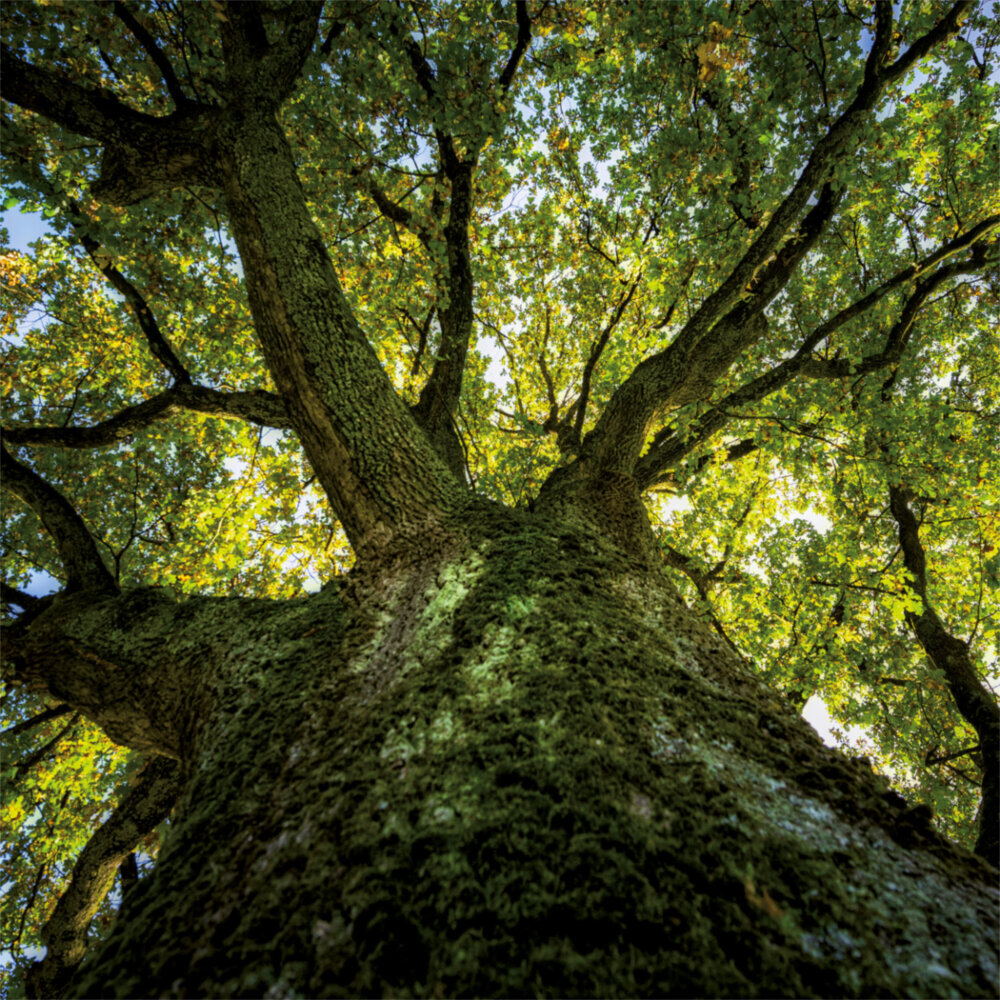 Weitere Ansicht: Trees 2023
