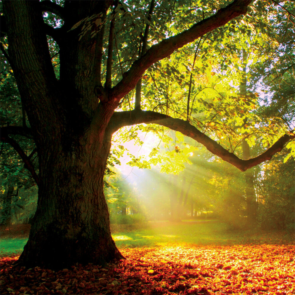 Weitere Ansicht: Trees 2023