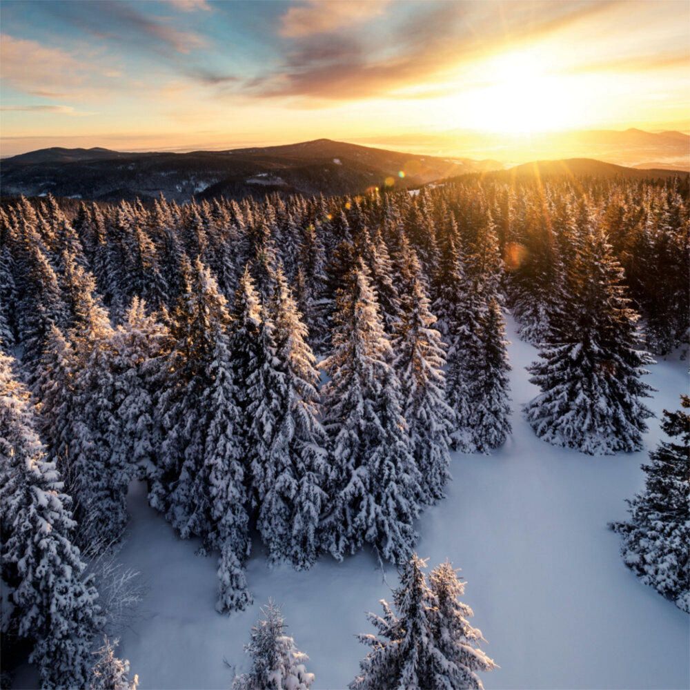 Weitere Ansicht: Trees 2023