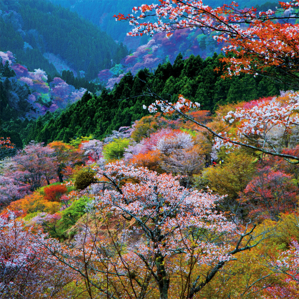 Weitere Ansicht: Inside Japan 2023