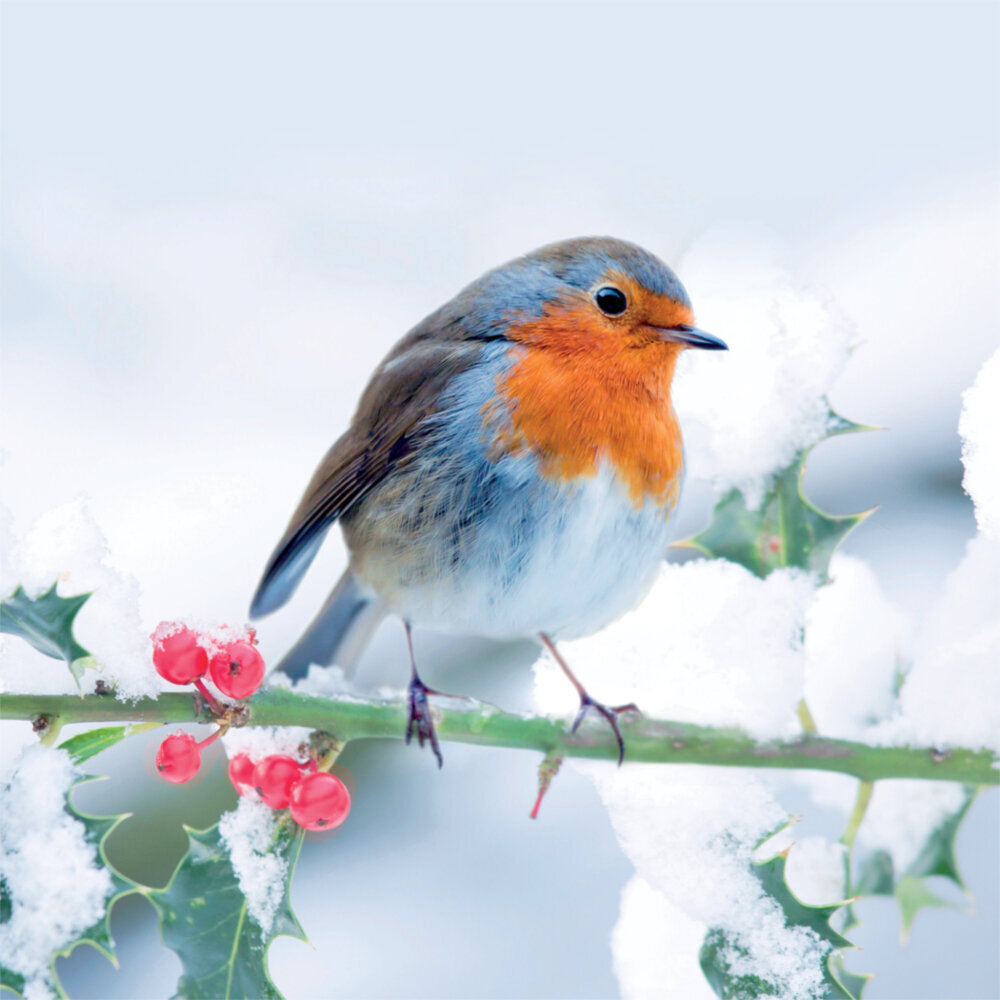 Weitere Ansicht: Birds in our Garden 2023