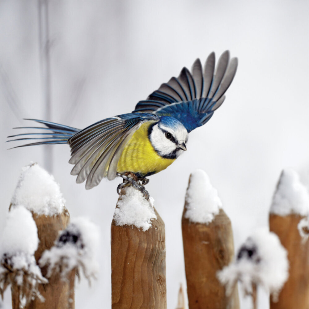 Weitere Ansicht: Birds in our Garden 2023
