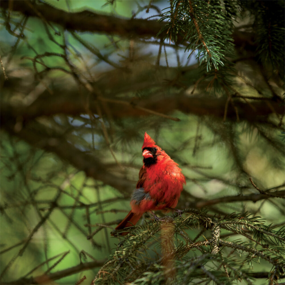 Weitere Ansicht: Birds in our Garden 2023